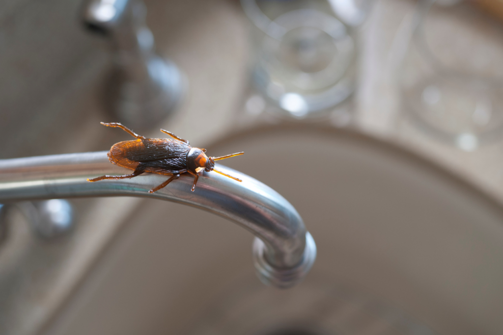 roach in kitchen